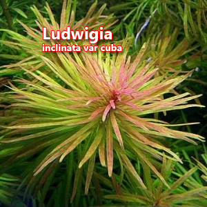 Ludwigia inclinata var cuba